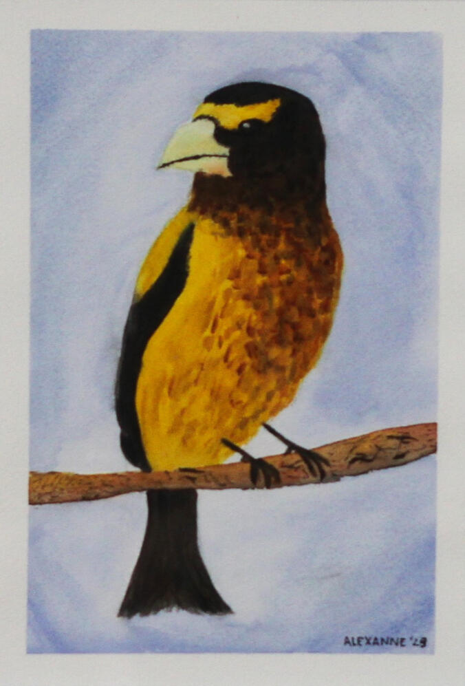 Oiseau, 6"x9", 2023, Aquarelle sur papier, 30$ juste l'oeuvre ou 40$ encadré